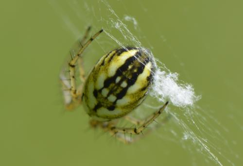 Réf. 283 052 : Mangora acalypha